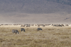 Zebras in Serengeti