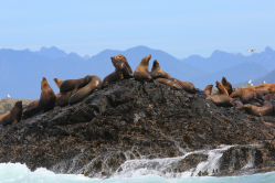 Seelöwen in Kanada (3)