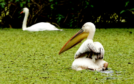 Verfolgung auf grüner Wiese