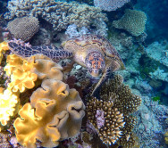 A turtle-y breathtaking experience