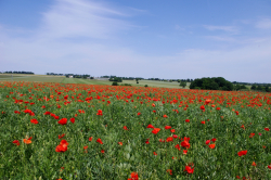 Champ de coquelicots