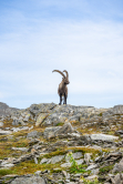 Capricorn - Ibex