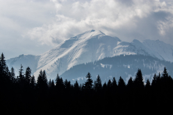 der Weg auf den Berg führt durch einen dichten Tannenwald