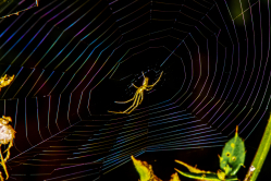 Spider in rainbow web / Edderkop i regnbuespind