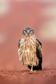 Montagu Harrier