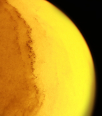 Like the moon or the sun