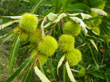 les bogues de châtaignes!