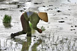 Rice planting in rain Thanh Hoa (30)