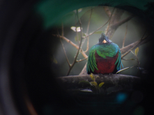 Majestätischer Quetzal im Nebelwald Costa Ricas