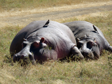 Faule Nashörner in der Serengeti