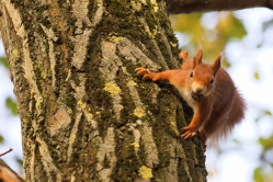Neugieriges Eichhörnchen II