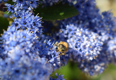 Abeille entraine de butiner
