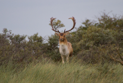 de koning van de heuvel