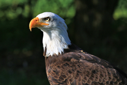 Weisskopf-Seeadler_Bald Eagle (1a)