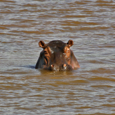 neugieriges Flusspferd im Kruger NLP (3)