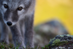 Curious arctic puppy