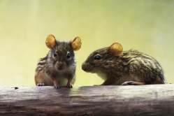 Auf der Suche nach dem Käse