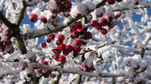 Frostschönheiten Nr.3