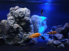 Malawi Aquarium
