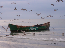 O barca, pasari si peste