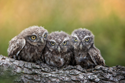 Three grimly Goblins