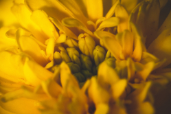 Ringelblume entsteht