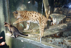 ZOO Olomouc - rys a kočička.