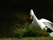 Gymnastischer Schwan