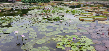 Blühende Möglichkeiten