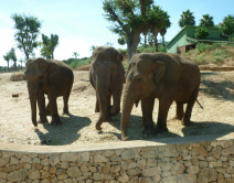 Drei Elefanten zum verlieben