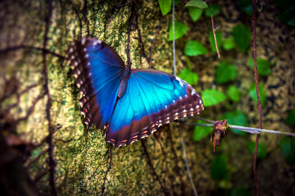 La mariposa hermosa azul