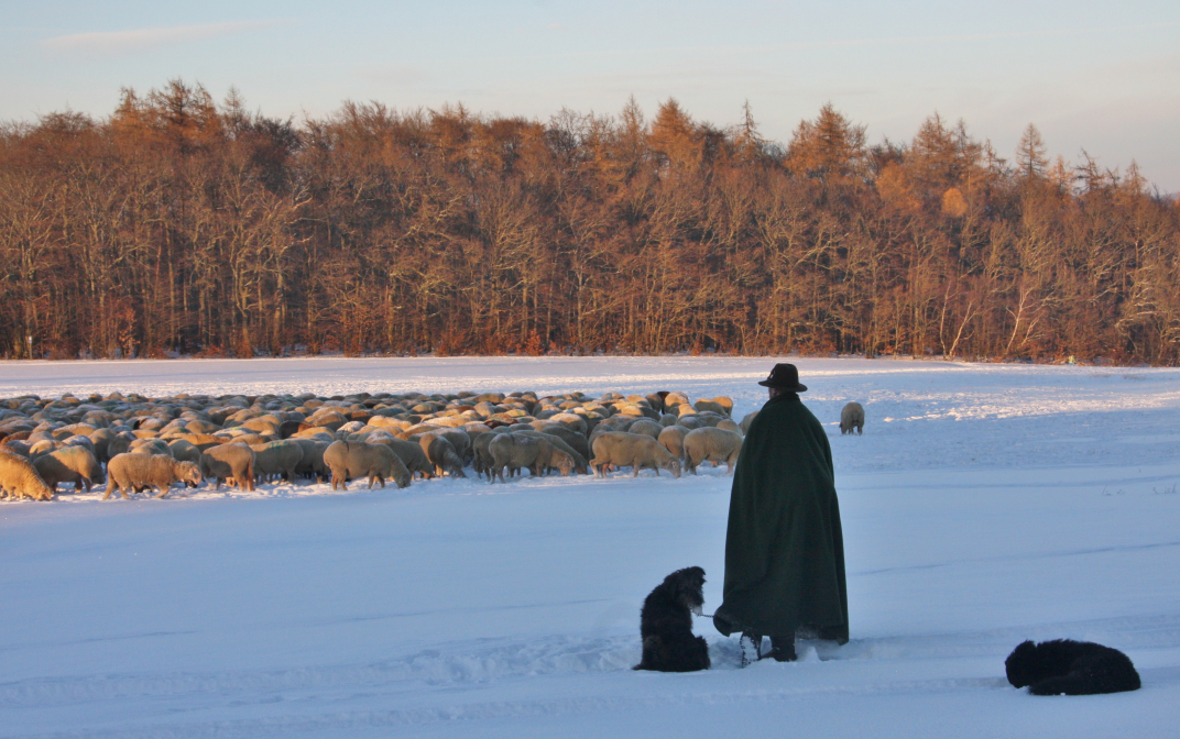 Taunus ,Schäfer mit Schafherde