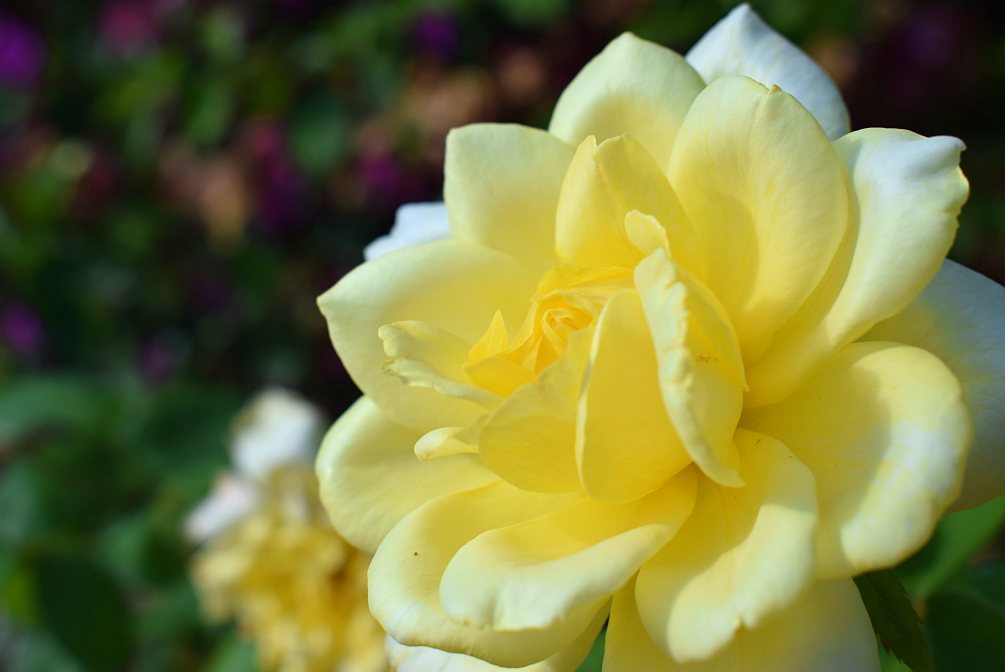 Rose jaune