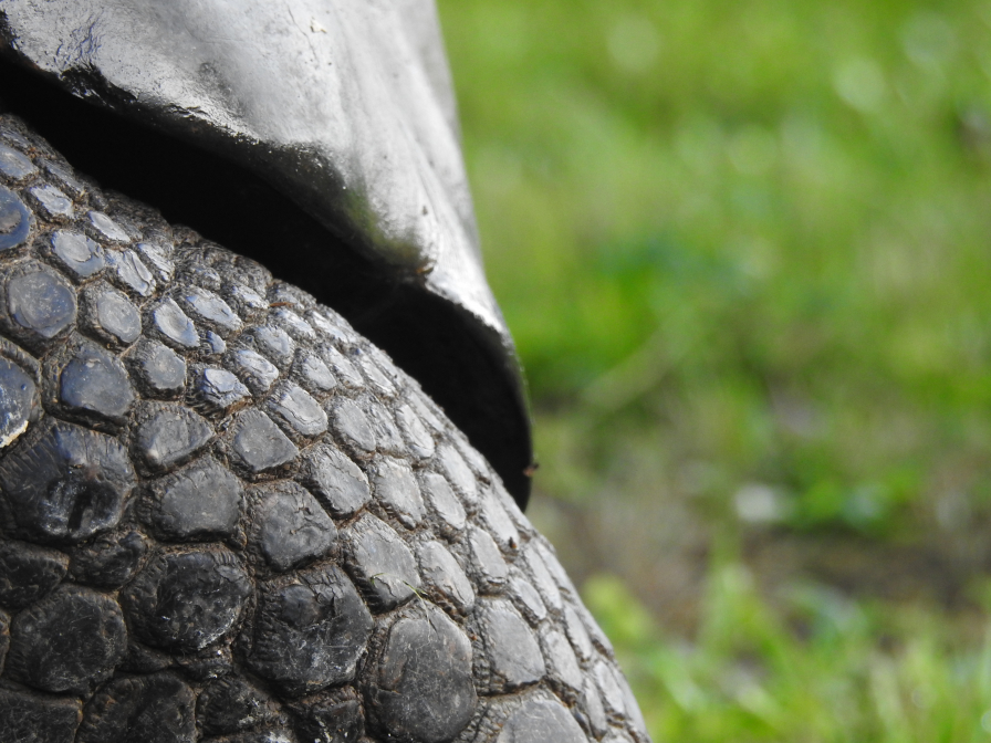 Elefant oder Schildkröte?