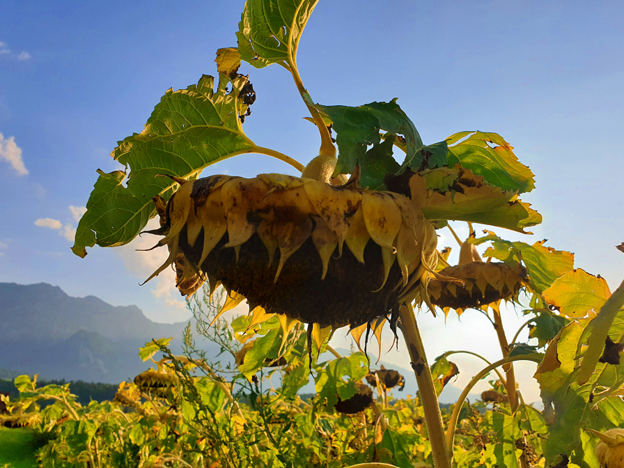 Tournesol dans le vent