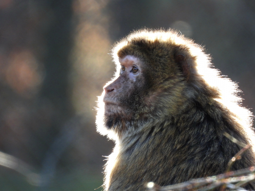 Berberaffe im Tierpark Ueckermünde