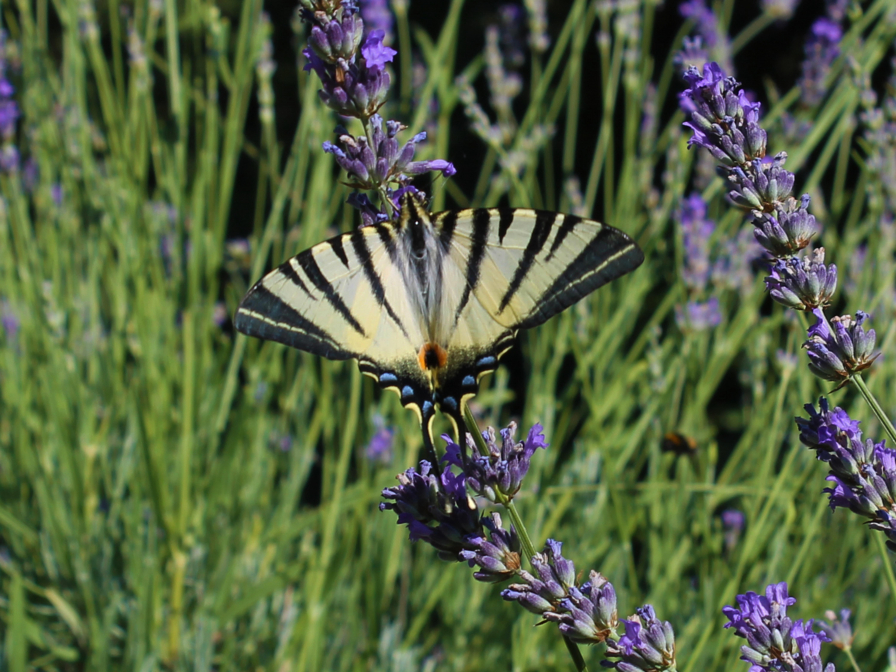 seltener Schmetterling