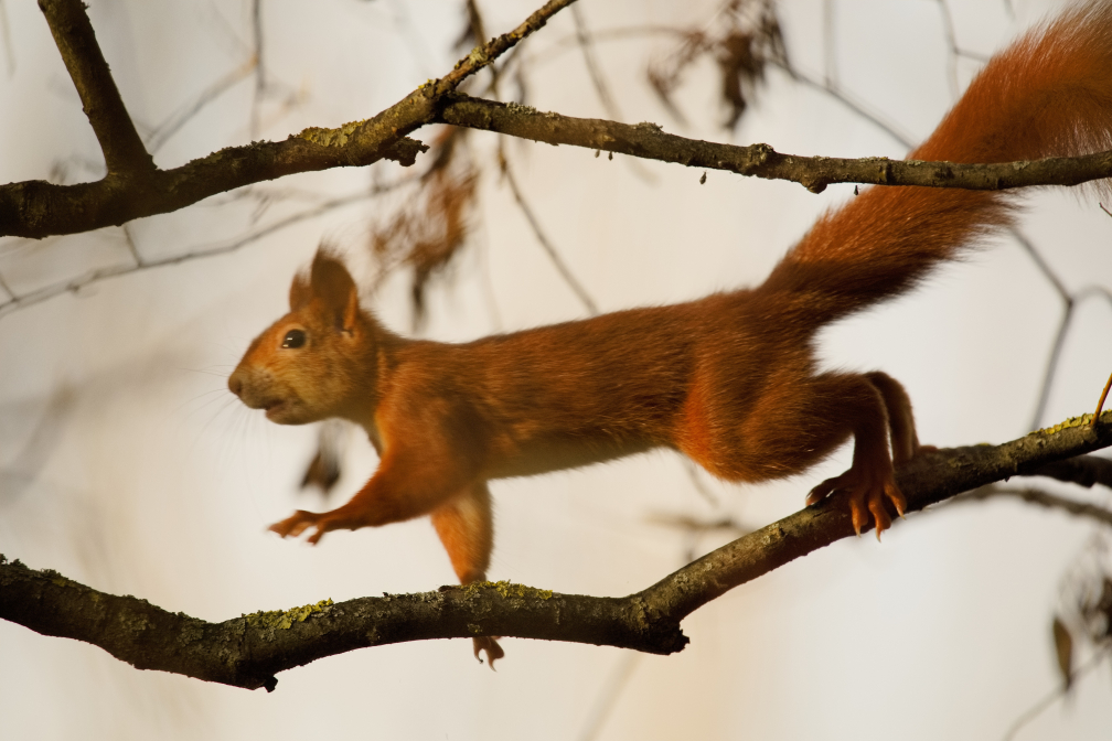 Tapsiges Eichhörnchen