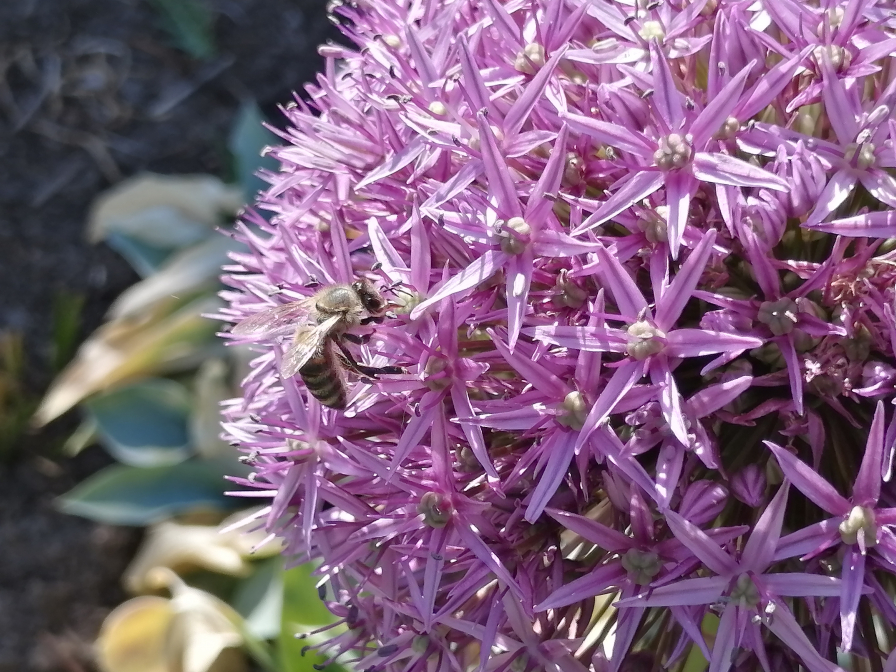 Biene auf einer Allium