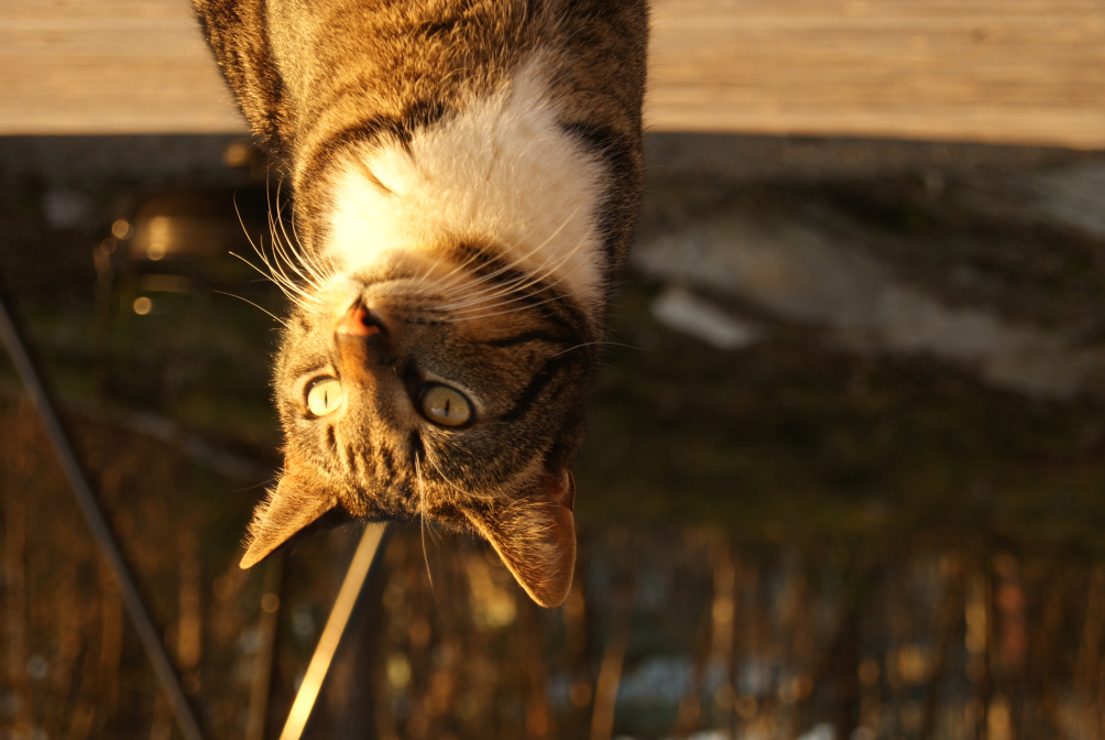 varm sommerkveld med katt i fokus