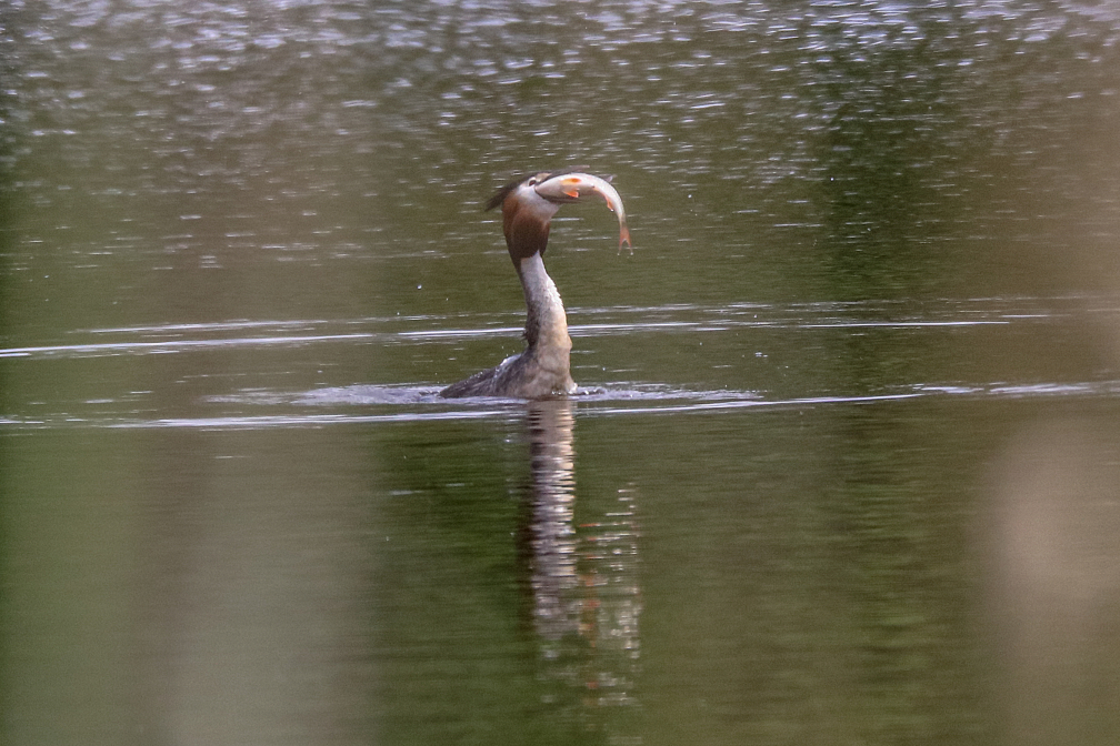 Grèbe huppé