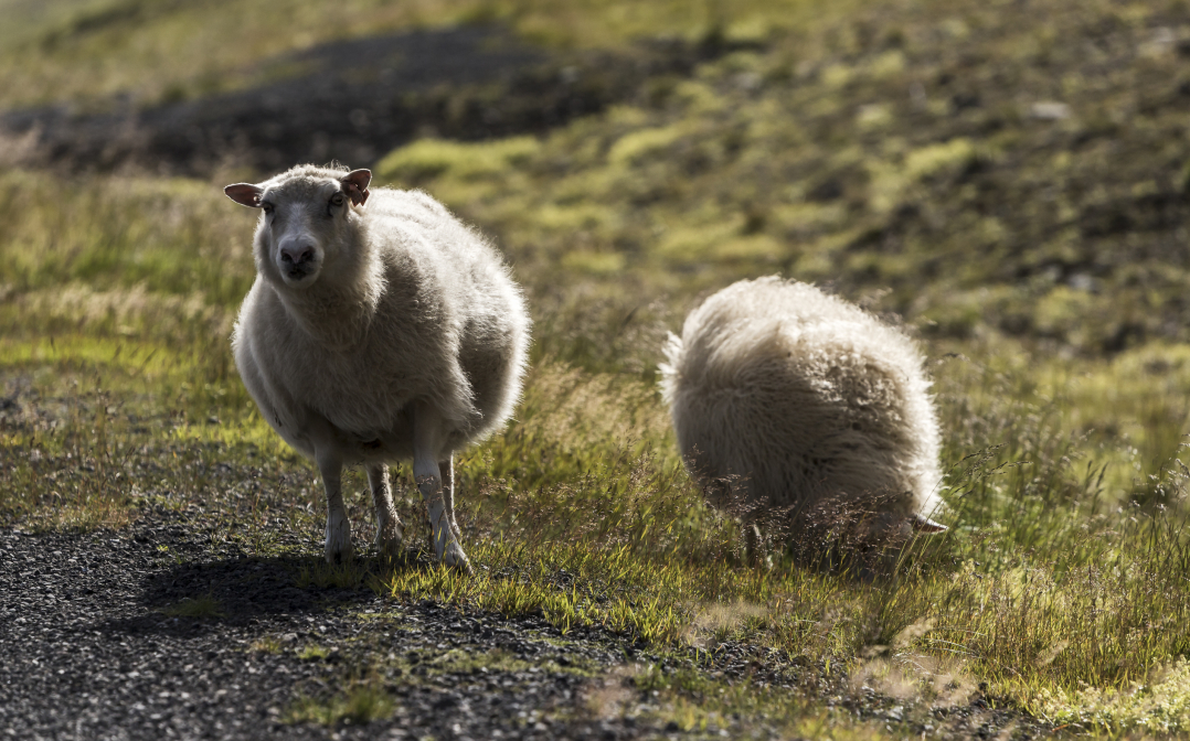 Schafe am Straßenrand