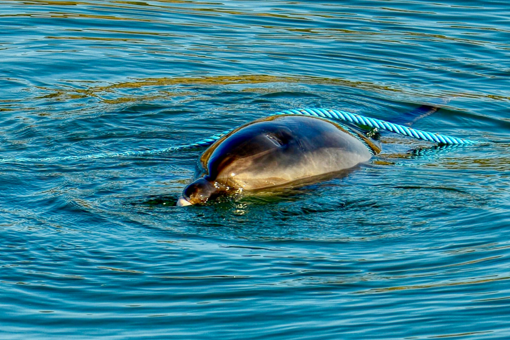 dauphin