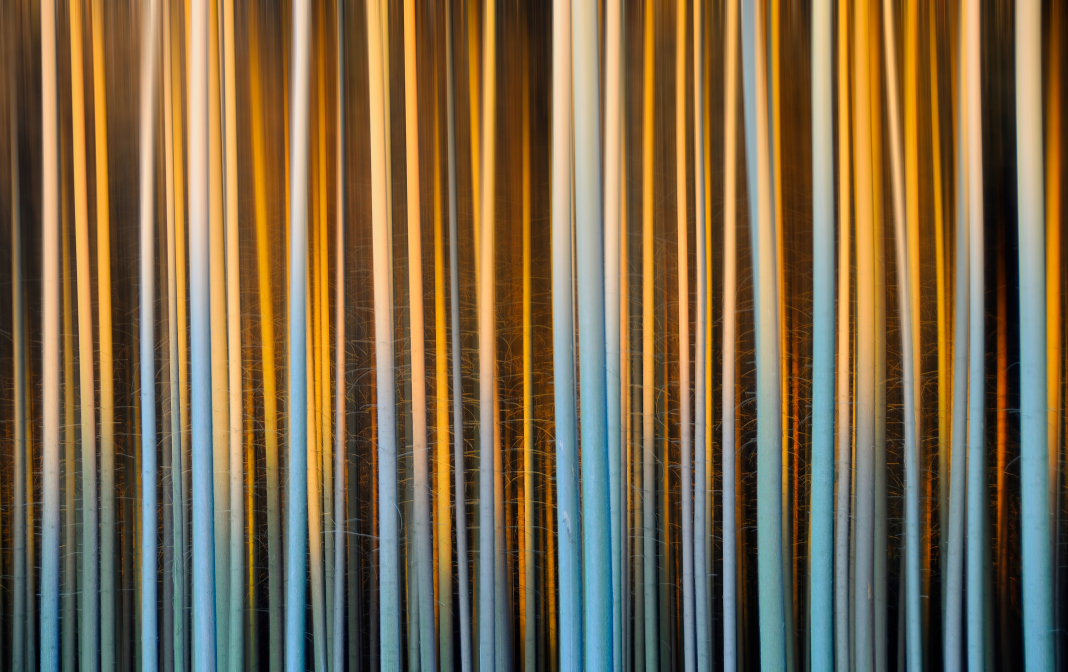 Kůrovcová kalamita.