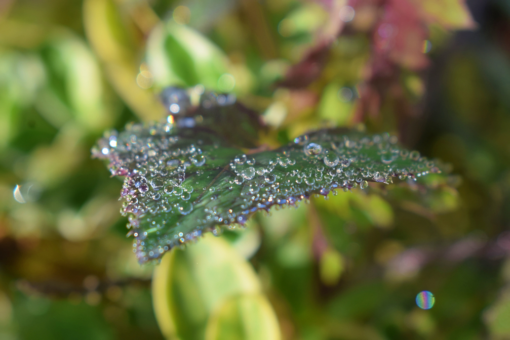 Premier gelé sur la feuille