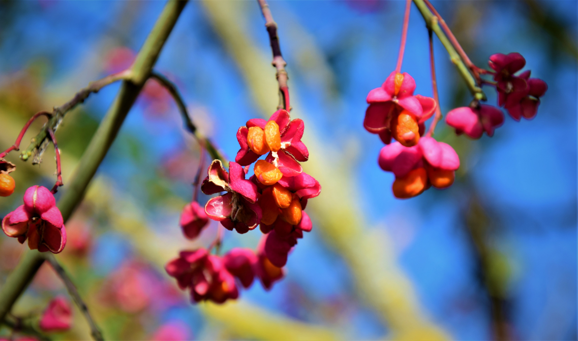 pink, orange and blue