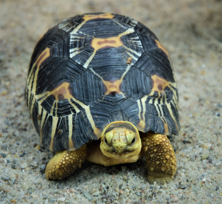 grumpy_turtle