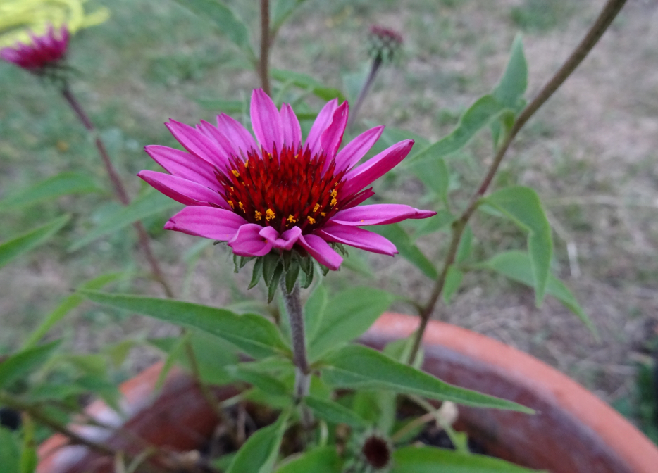 Echinacea