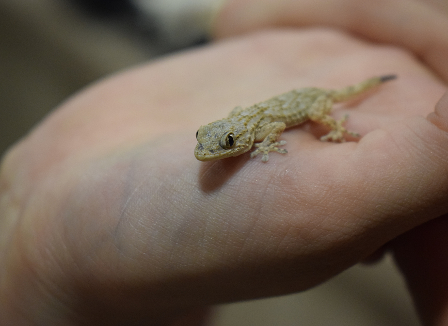 Mini habitant parmi nous