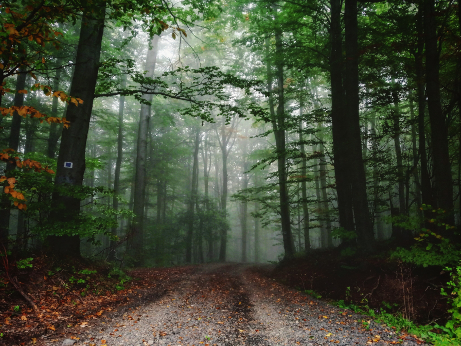 Ősz a Börzsönyben